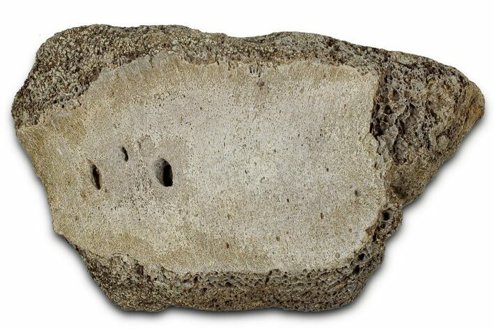 Fossil Ornithischian Dinosaur Partial Vertebra - Montana #355099